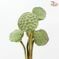 Lotus Pod