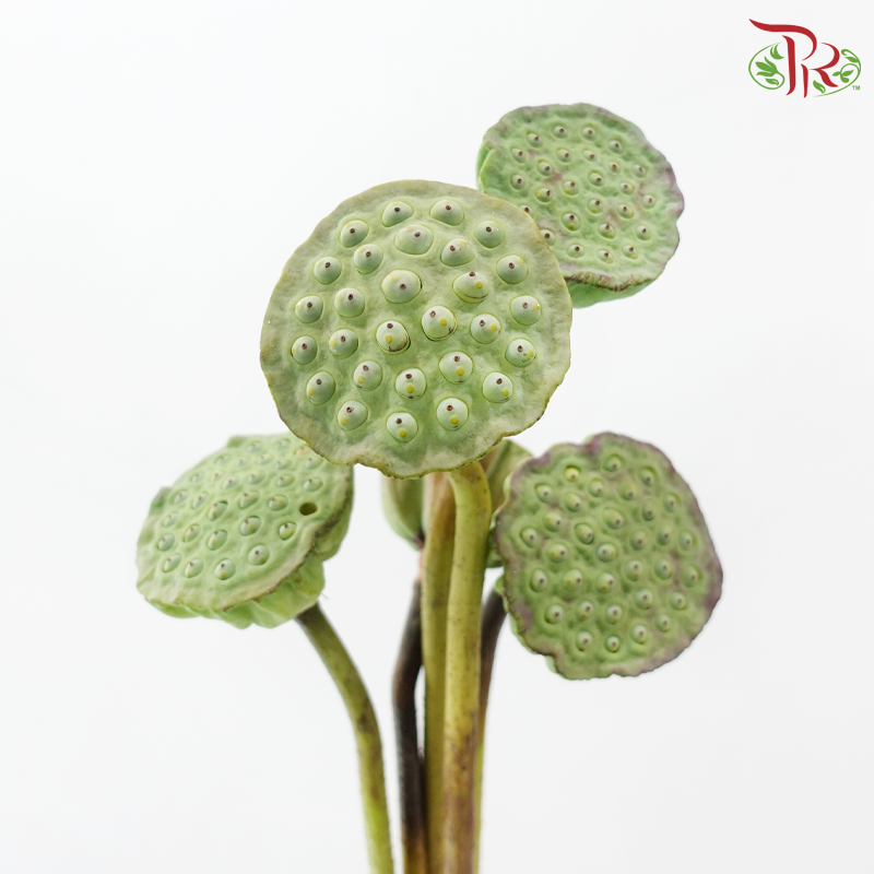 Lotus Pod