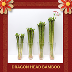 Dragon Head Bamboo《龍頭竹》