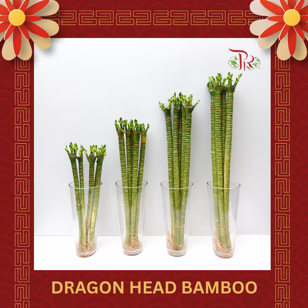 Dragon Head Bamboo《龍頭竹》