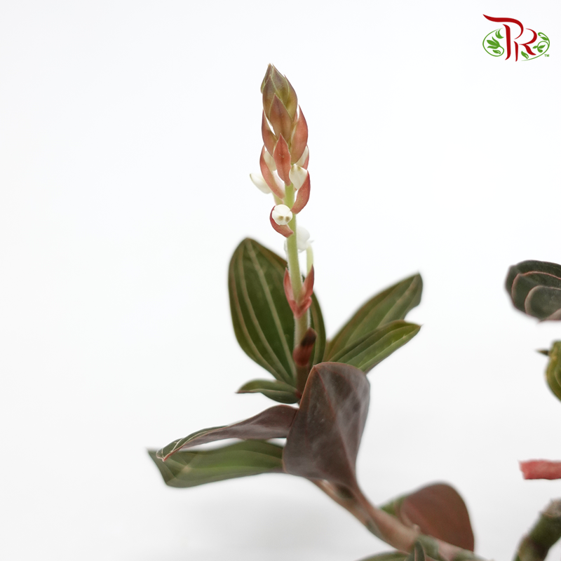 Ludisia Discolor 《圓錐绣球花》 - Pudu Ria Florist