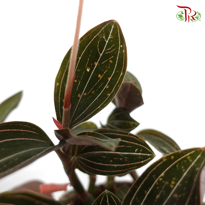 Ludisia Discolor 《圓錐绣球花》 - Pudu Ria Florist