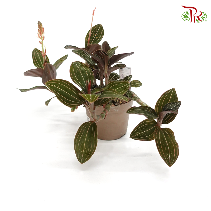 Ludisia Discolor 《圓錐绣球花》 - Pudu Ria Florist