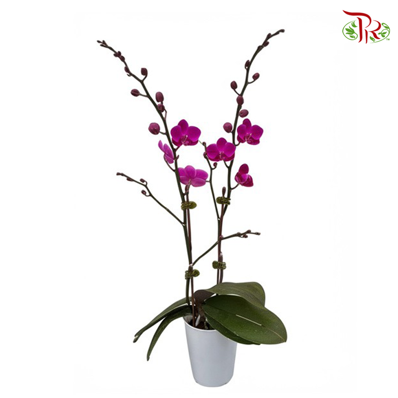 Mini Double Stems Phalaenopsis Orchid