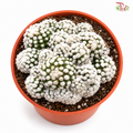 Mammillaria Gracilis CV Oruga P105《明日香姬》