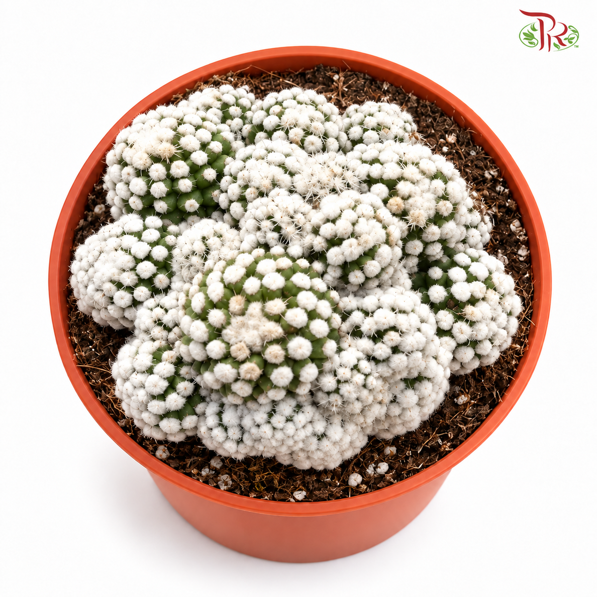 Mammillaria Gracilis CV Oruga P105《明日香姬》