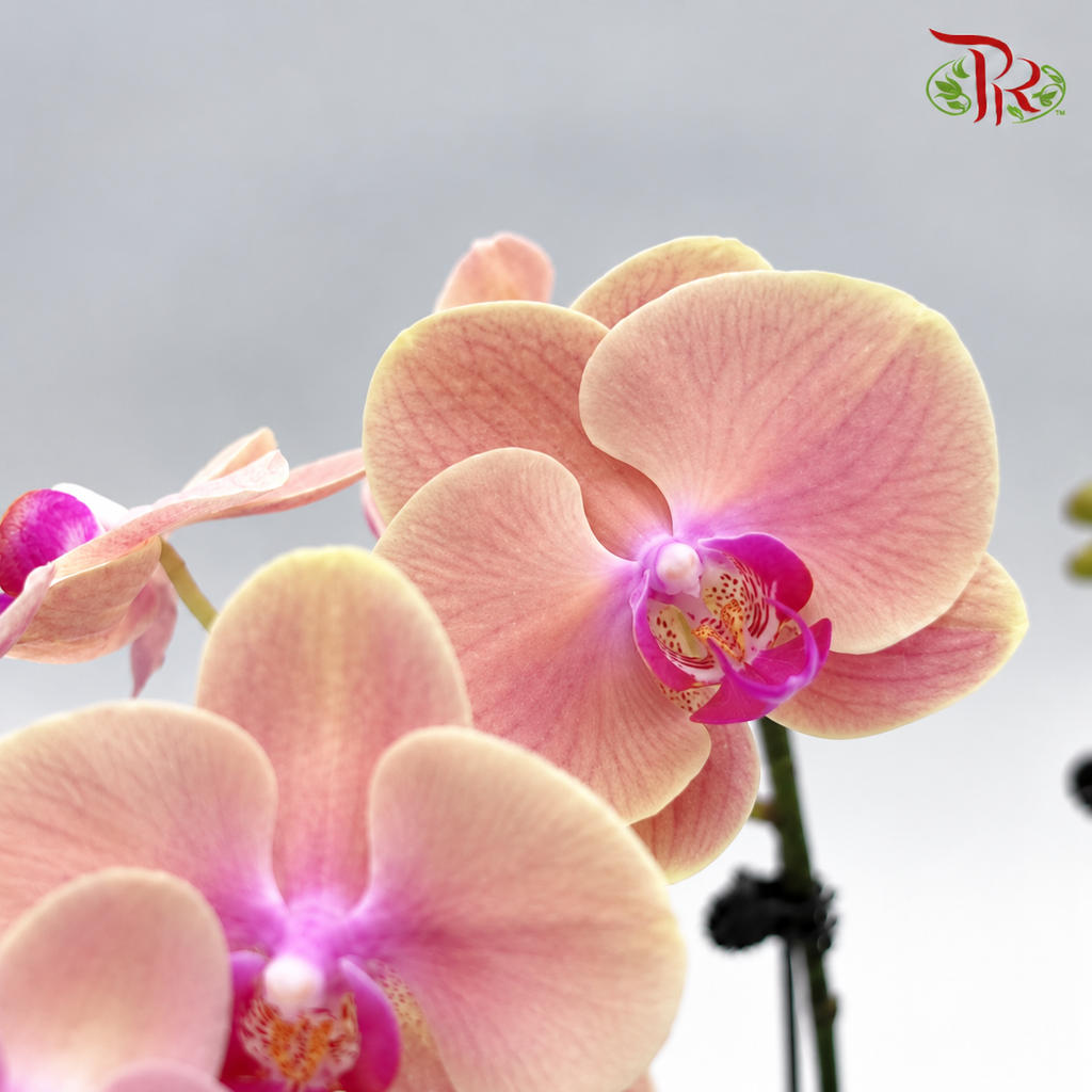 Big Double Stem Phalaenopsis Orchid