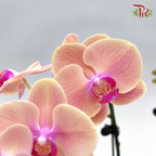 Big Double Stem Phalaenopsis Orchid