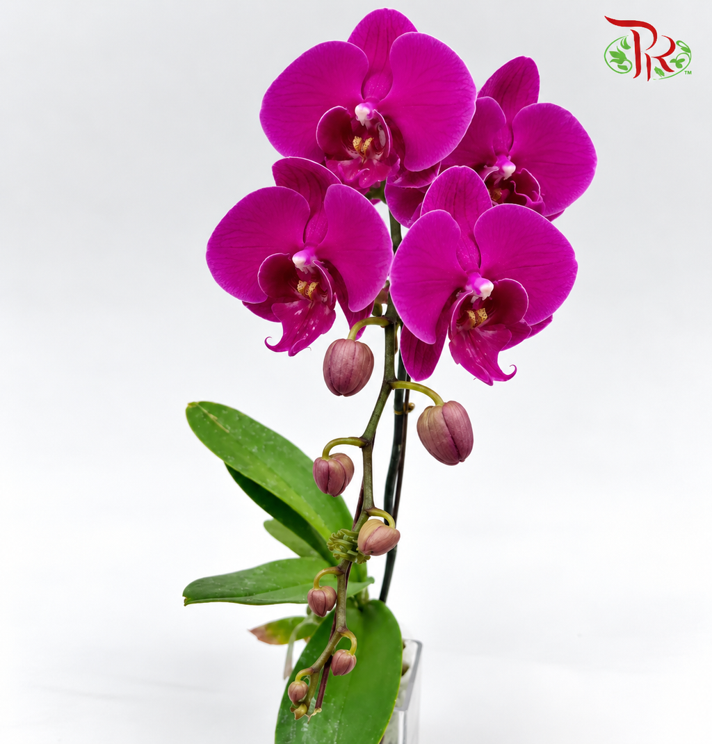 Big Single Stem Phalaenopsis Orchid