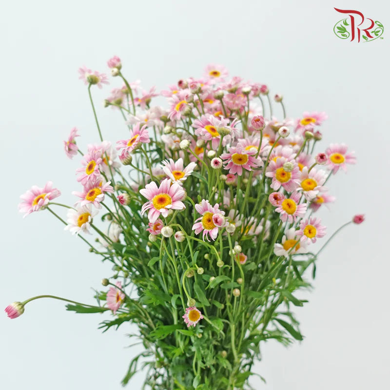 Margaret (Leucanthemum Ice)