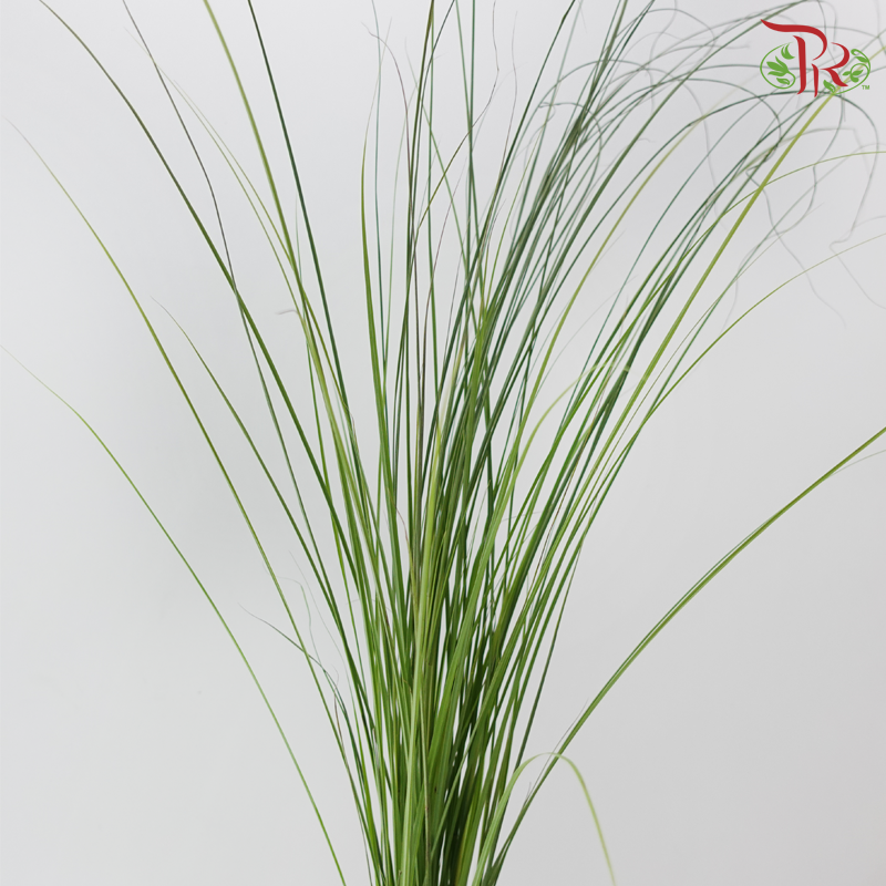 Maiden Grass