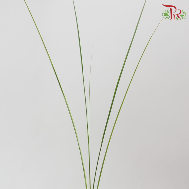 Maiden Grass