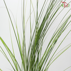 Maiden Grass