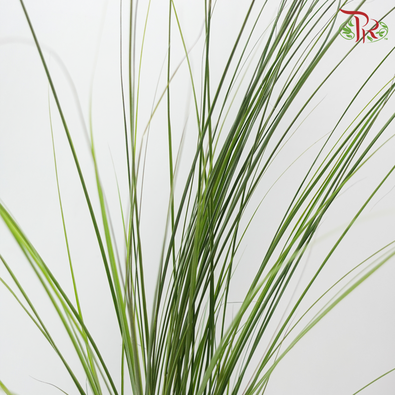 Maiden Grass