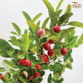 Malpighia Emarginata 《印度樱桃》