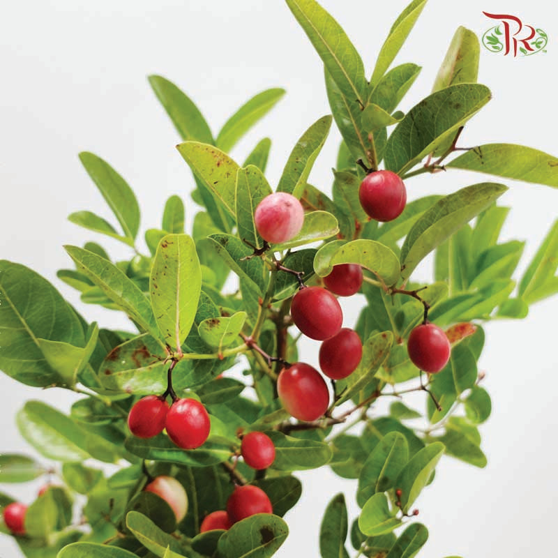 Malpighia Emarginata 《印度樱桃》