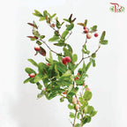 Malpighia Emarginata 《印度樱桃》