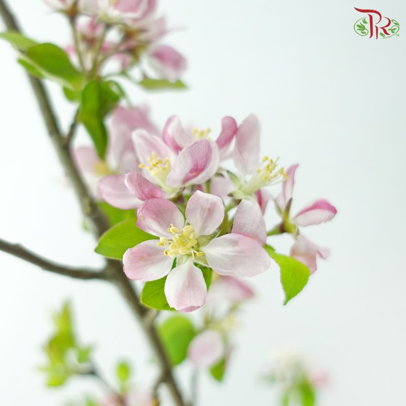 Malus Spectabilis 《海棠花》