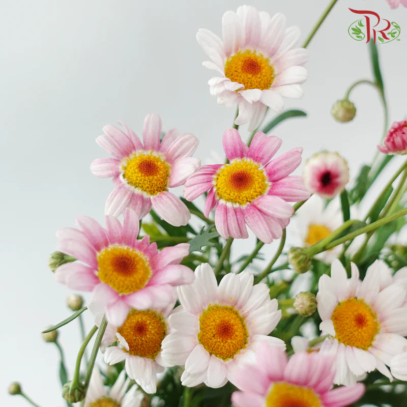 Margaret (Leucanthemum Ice)