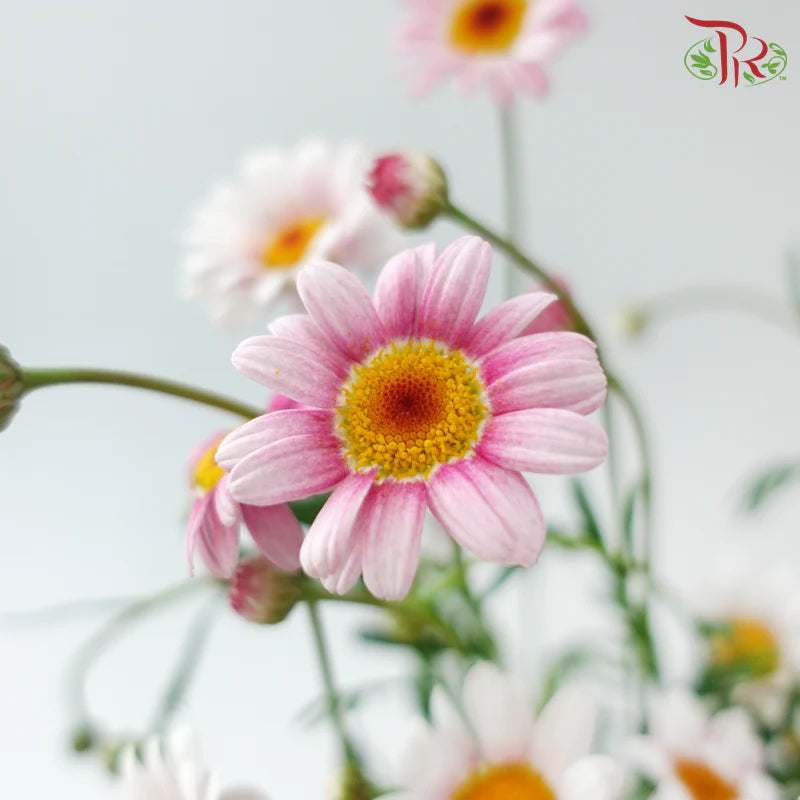 Margaret (Leucanthemum Ice)