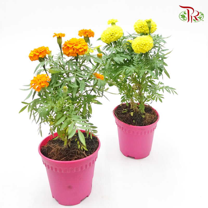 Marigolds   《金盏花》(RANDOM CHOOSE COLOUR) - Pudu Ria Florist