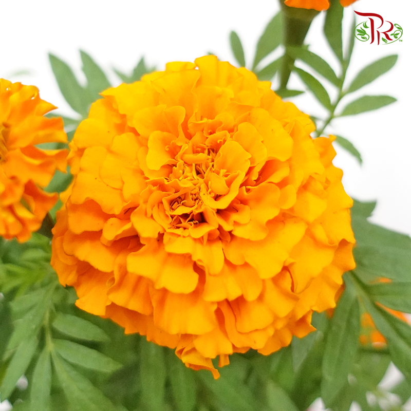 Marigolds   《金盏花》(RANDOM CHOOSE COLOUR) - Pudu Ria Florist