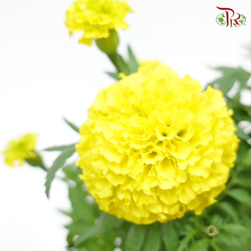 Marigolds   《金盏花》(RANDOM CHOOSE COLOUR) - Pudu Ria Florist