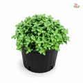 Marjoram（P150）马郁兰