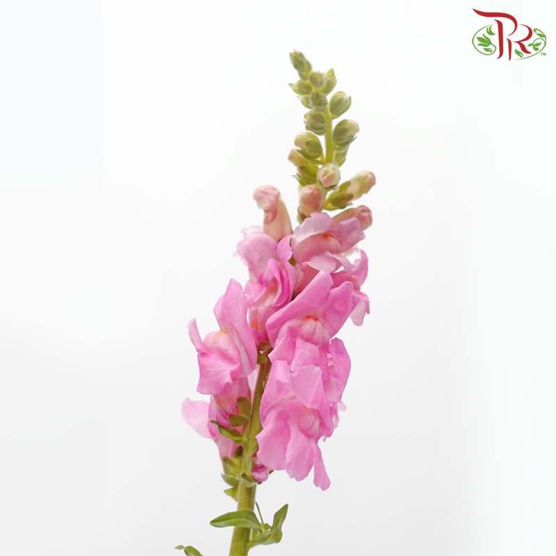 Matthiola - Pink (10 Stems) - Pudu Ria Florist