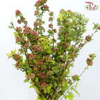 Meadow Sweet 《绣线菊》