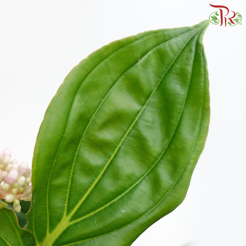Medinilla 《宝莲灯》
