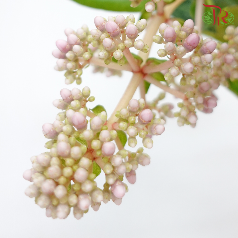Medinilla 《宝莲灯》