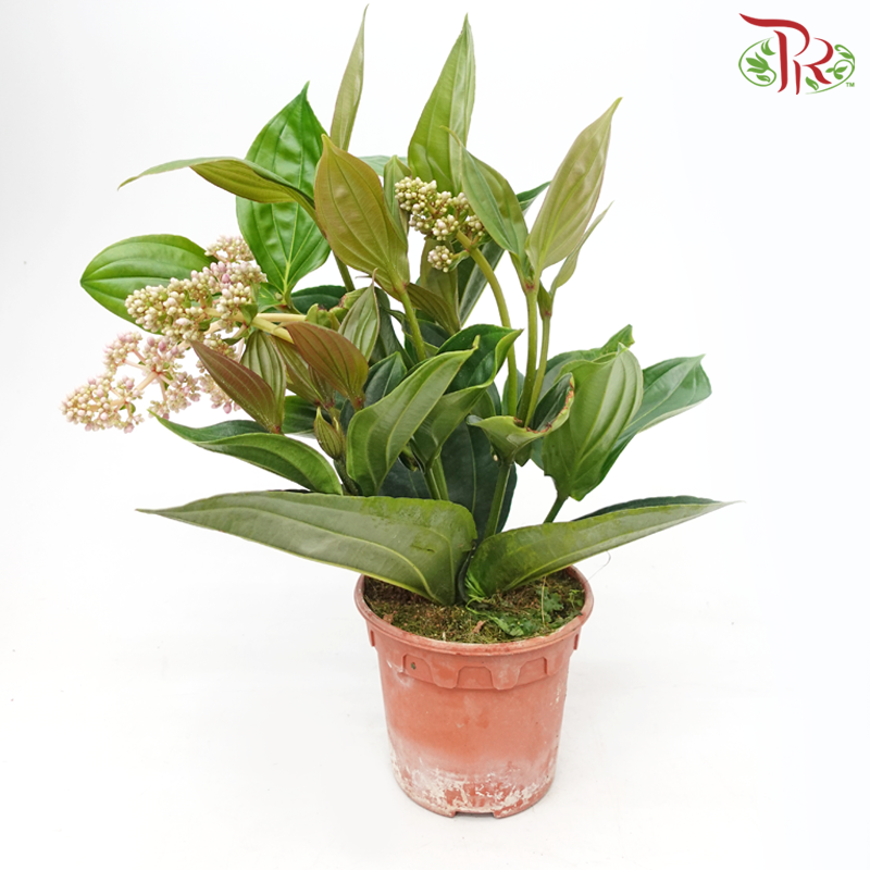 Medinilla 《宝莲灯》