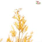 Melaleuca Gold Leaf - Yellow (Per Bunch) - Pudu Ria Florist