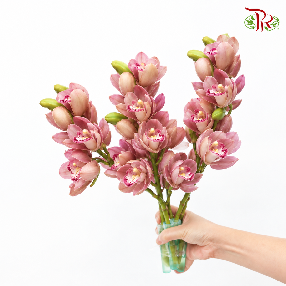 Cymbidium Mini《兰花属》