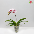 Phalaenopsis Orchid Mini Single Stem