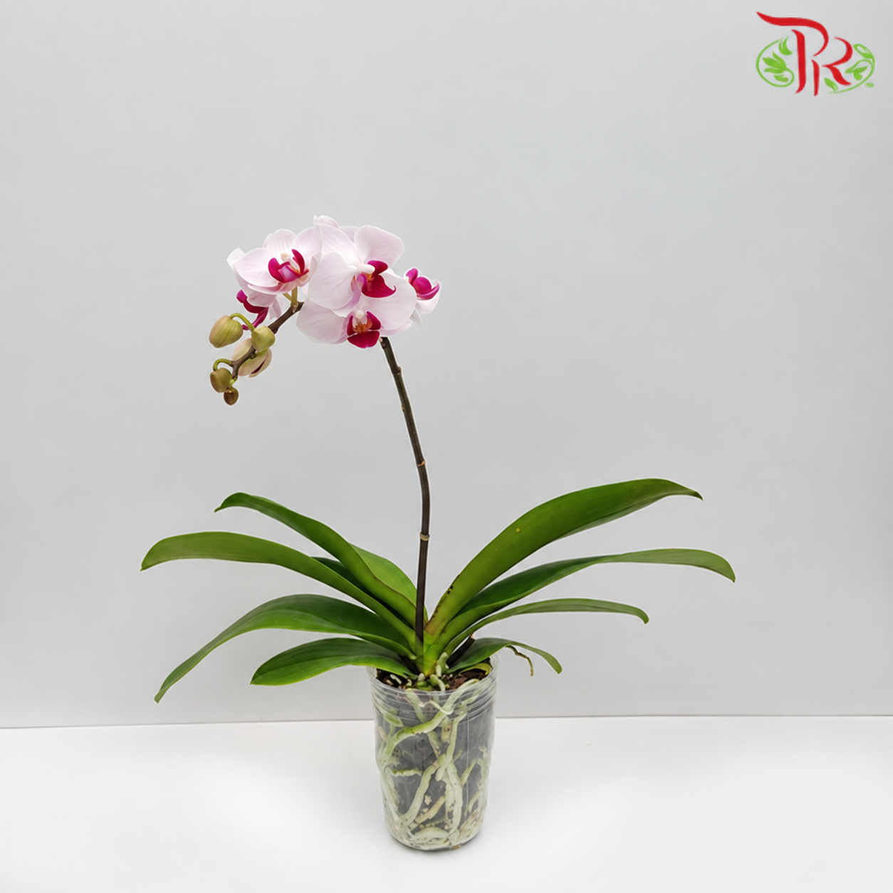 Phalaenopsis Orchid Mini Single Stem