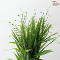 Chasmanthium Mini