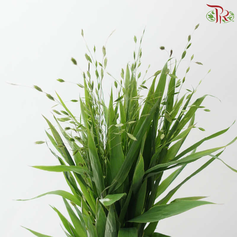Mini Chasmanthium