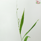 Chasmanthium Mini
