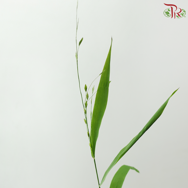 Mini Chasmanthium