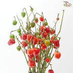Mini Chilli (Per Bunch) - Random Colour