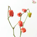 Mini Chilli (Per Bunch) - Random Colour
