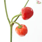 Mini Chilli (Per Bunch) - Random Colour