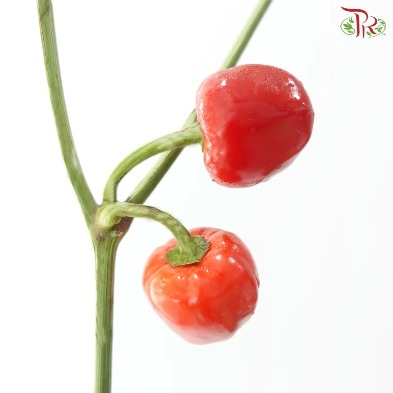 Mini Chilli (Per Bunch) - Random Colour