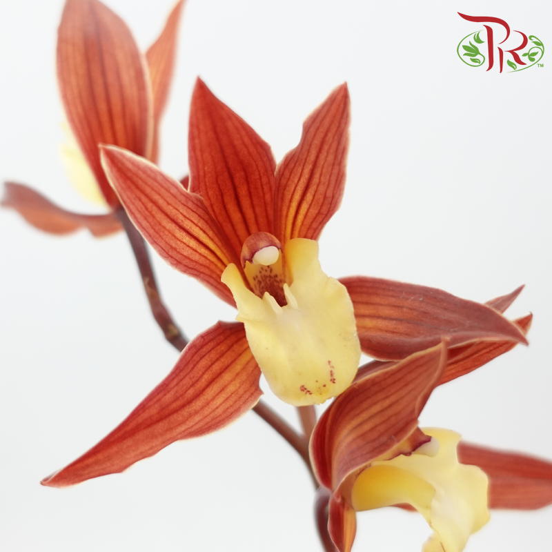 Cymbidium Mini《兰花属》