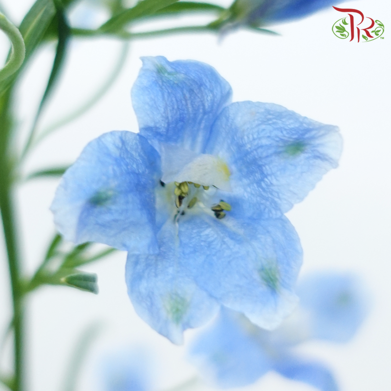 Delphinium Mini《小飞燕》