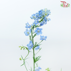 Delphinium Mini《小飞燕》