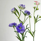 Mini Delphinium Double Petals
