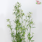 Delphinium Mini Grandiflorum